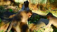 猴子宝宝都抢到照顾，生活处处是阳光