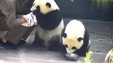 喝完盆盆奶还会自己擦嘴的熊猫宝宝，萌翻了