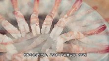 食尚小米：蒜蓉粉丝蒸北极虾，少油健康好吃又养眼！