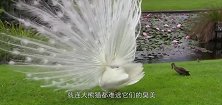 孔雀闲来无事，对着动物们开屏炫耀，熊猫：花里胡哨的