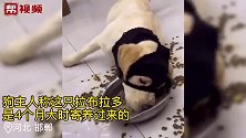 拉布拉多狼吞虎咽疯狂护食，狗主人：被之前的主人饿怕了