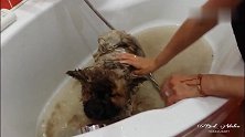 给松狮犬洗澡真不容易，浴缸里全是它掉的毛