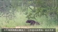 花豹厉害了！捕获落单的小牛犊，还不是手到擒来