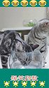 好聪明的猫喝水还知道排队