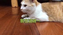 小奶猫感激养母无私奉献毫不保留，与妈妈情深对望用吻答谢