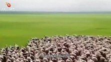 中国荒漠地区，建发电站引来世界大难题，被一只“领头羊”解决了