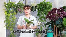 养了多年蝴蝶兰，总结出“最实用”的浇水方法，不怕烂根