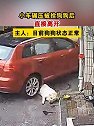 福建莆田：小车碾压被拴狗狗后直接离开，主人：目前狗狗状态正常