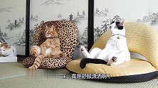 猫咪自学颓废坐姿，摊开双腿一坐就是一天没谁了，化身猫版老大爷