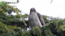世界上最大的鹰，长度竟达8米多，没有任何天敌，在空中称霸