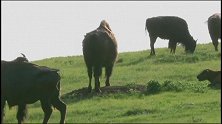 草原土拨鼠面对美洲野牛的行为，它们很不高兴，却无能为力