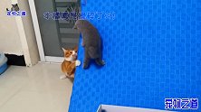 小奶猫爬高变身小壁虎，胖猫无视自己体重也跑来挑战，结果逗翻了
