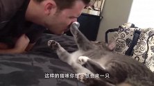 傻驴也懂爱情？任由猫咪在自己身上蹭，猫咪秒变小媳妇儿