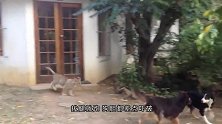 主人弄只假狼，狗狗信以为真，它的表现太魔性了