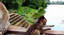 猴妈带小猴子来湖边，吃番薯，还嫌弃不好吃