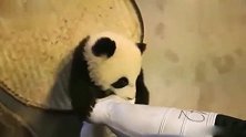 熊猫：劳资紧抱奶爸大腿，不给盆盆奶就捣蛋