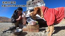 西藏羊卓雍错给狗狗缝一下破衣服，狗狗太乖给它们一人一个鸭腿