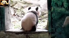 徘徊在门口的熊猫宝宝圆梦，小背影萌出天际