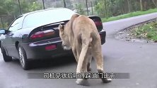 动物园内乱停乱放，汽车惨遭猴群抢劫，差点就将车开走了！
