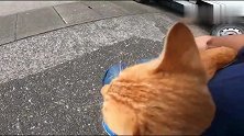 流浪猫被大叔喂熟了，招手即来，凑上来就让人撸猫