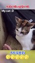 别家的猫vs自家的猫，总之神仙猫就不存在我家！