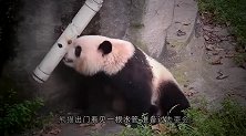 面对不停埋怨的饲养员，熊猫火了：我是国宝，注意你说话的态度