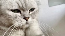 【料理猫王】当馒头注入灵魂之后，吃还是不吃？