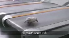 把马放在跑步机上能跑多快接下来让你见识到，什么是速度！