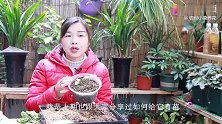 阳台栽种冬瓜，不要太多步骤，1棵顶3棵