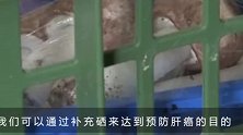 肝癌发病率急速上升，这些食物不能落下，饭桌上的肝癌“克星”