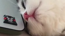 小猫是一种神奇的动物，上一秒还在吃手手，下一秒倒头就睡着了！