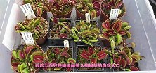 老外恶搞捕蝇草，喂捕蝇草抽烟，3秒后笑道停不下来