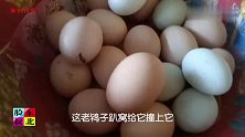 傍江边，农家院，母鸡趴窝抱鹅蛋；装鸡蛋有套磕，3天2天不下窝