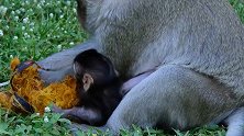 小肥猴还没长牙，有模有样的在翻找食物，真是个小吃货！