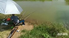 夏天骄阳似火，钓友河边找到好钓位、双杆左右开弓就等巨物来袭