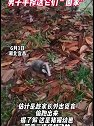 湖北宜昌：猪獾幼崽迷路，男子送它们“回家”