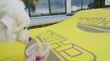 这里的狗的生活还真好，主人还给它们准备了食物，会是啥呢