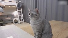 发现一只馋嘴的猫咪，这好吃的样子，真是搞笑！