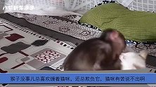猴子没事儿总喜欢缠着猫咪，还总欺负它，猫咪有苦说不出啊