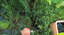 小毛和朋友下网抓黄鳝，意外收获聚集性龙虾爆网，全送给守塘老伯