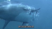 曾经白送没人要，被誉为海中熊猫一条卖上千万，被鬼子吃到濒危