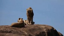 狮王在草原高处的岩石上俯瞰王国
