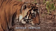 老虎围猎黑熊，黑熊毫无反抗之力，最后沦为老虎盘中餐