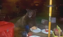 美国：加州一棕熊吓走饭店食客，享用其留下的汉堡