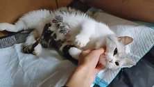 铲屎官一夜之间喜得三只小奶猫，猫妈表现太突出，宝宝你太棒了！