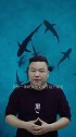 大白鲨起源之谜：科研人员称极有可能是由马科鲨进化而来！（三）未解之谜 海底世界 探索 海洋生物