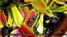 将手指伸进捕蝇草的夹子里会怎样？老外作死实验，结果意外发生了