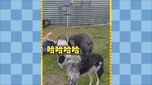 狗子 你是用生命在犯贱啊