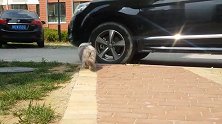 猫遛人天下奇闻，猫主子想去那就去哪里