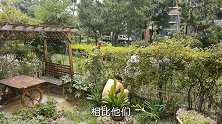 大姑姐家修小院，请厨娘下厨掌勺，一桌菜荤素搭配，看着就流口水